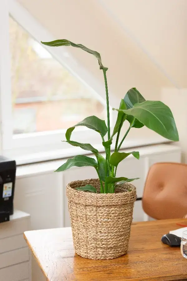 STEFFI BRISCH – Praxis